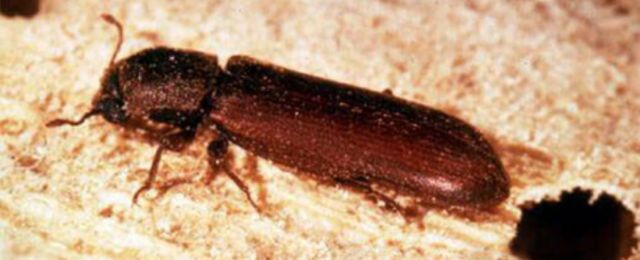 Powder Post Beetle