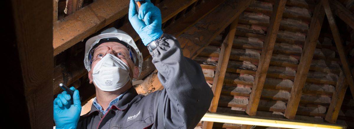 Rentokil Property Care Technicain carrying out necessary repairs on a property. Damp and Timber Survey