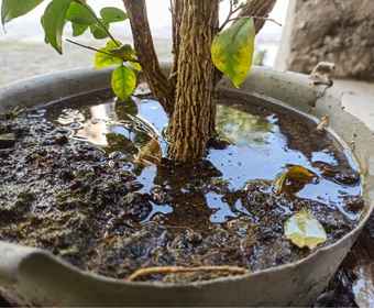 water collected in plant trays, buckets, or neglected drains.