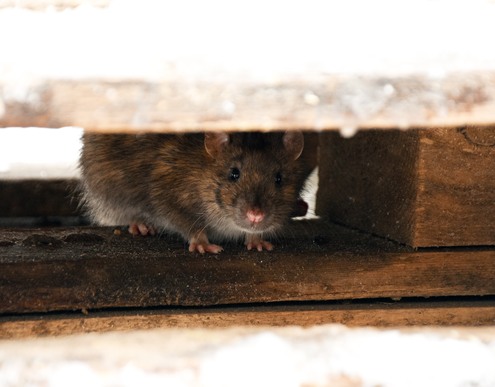 rodent carrying fleas hiding in attic space