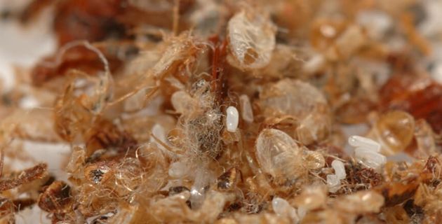Shed Skins left by bed bugs