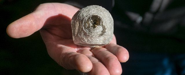 small spring wasp nest in palm of hand