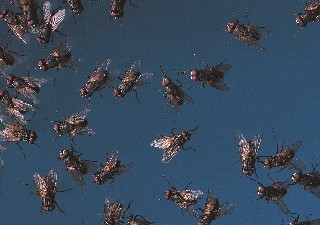 Flies swarming against a blue sky