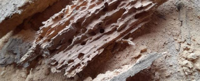 damage caused by the deathwatch beetle