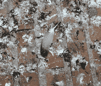 Bird droppings on a paved ground