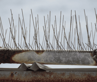 Bird spikes on a roof