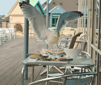 Gull on dining table at restaurant