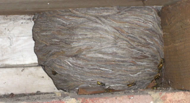Wasp Nest in garage roof