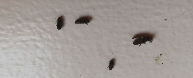 live beetles may be spotted in your property