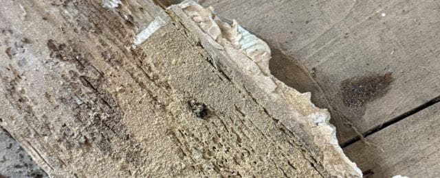 woodboring weevil damage timber with tunnelling
