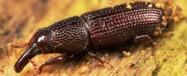 woodboring weevil on timber