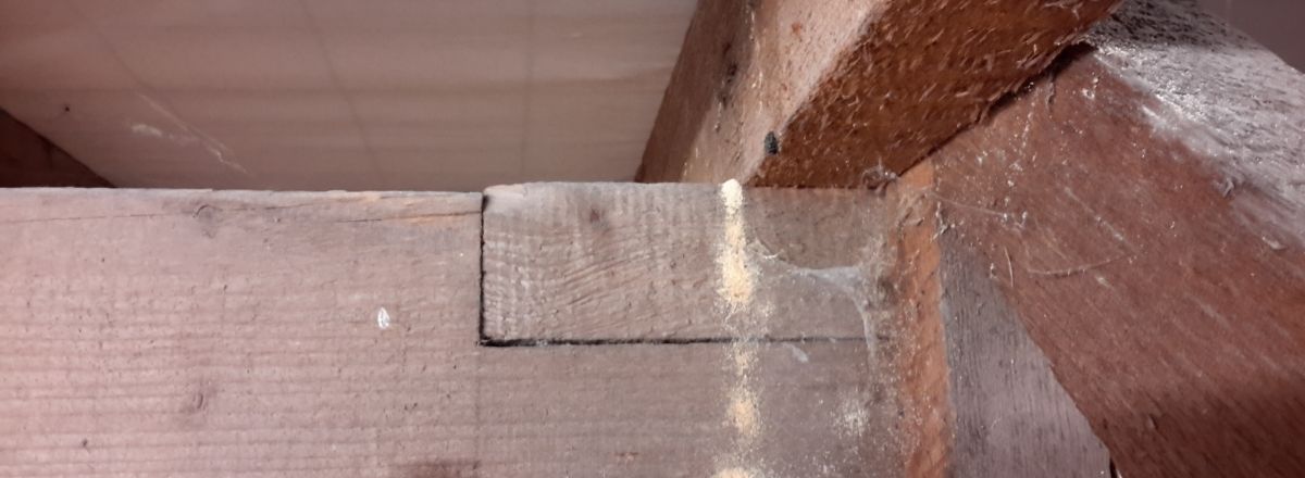 Woodworm