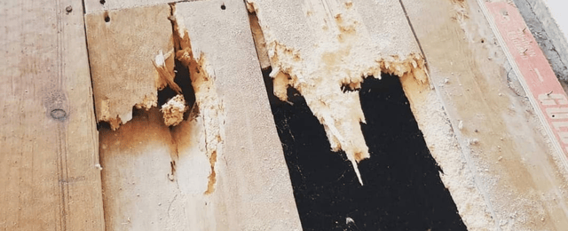 Woodworm in Floorboards