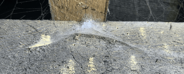 Woodworm Infestation