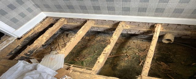 Woodworm Joists