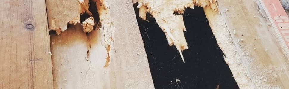 Weakened structural beam due to woodworm.