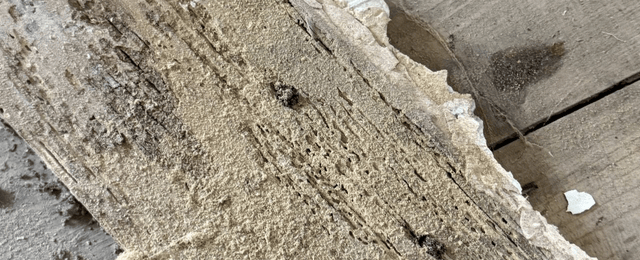 Woodworm Weevil Damage