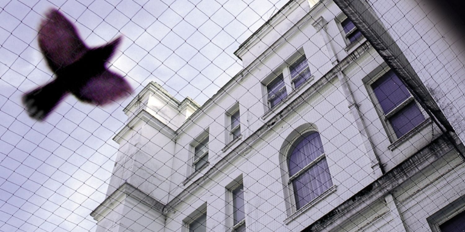 Professional bird netting installed over a white building facade with a bird flying nearby, showing effective bird exclusion.
