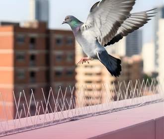 Bird flying over Spikes and Wire