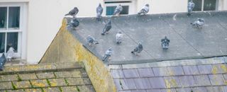 Birds on rooftops