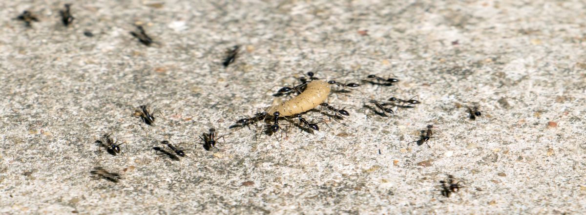 Black ants working together