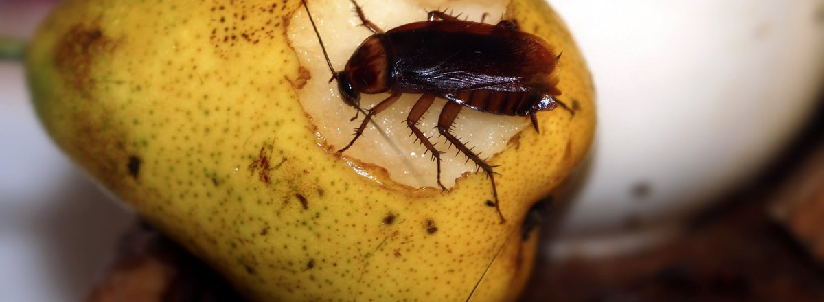 An image of a cockroach eating a pear
