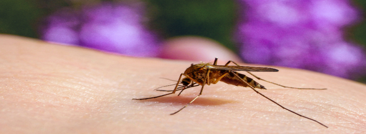 Culex pipiens mosquito feeding on a human host. Macro of common house mosquito sucking blood.