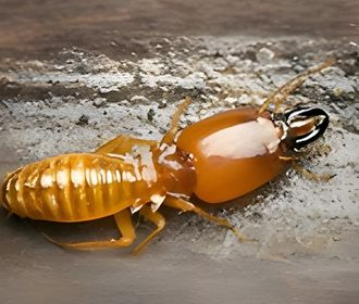 Dampwood Termites
