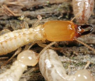 Drywood Termites