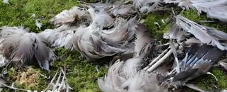 Feathers