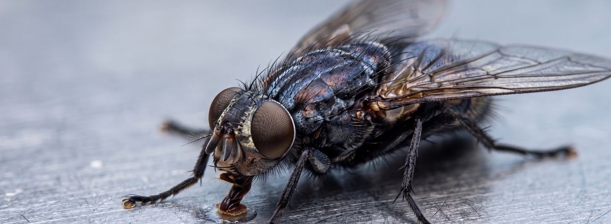 close up of brommer fly