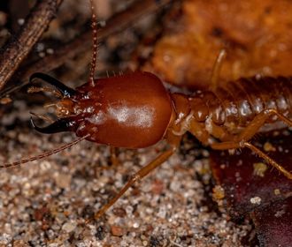 Harvester Termites