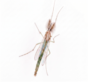 Overhead view of a non-biting midge with a green-tinted body, translucent wings, and large, feathery antennae against a white background.