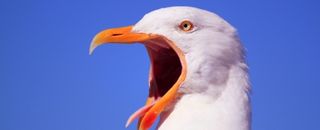 Seagull screaming