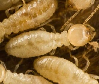 Subterranean Termites